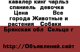  кавалер кинг чарльз спаниель -девочка › Цена ­ 45 000 - Все города Животные и растения » Собаки   . Брянская обл.,Сельцо г.